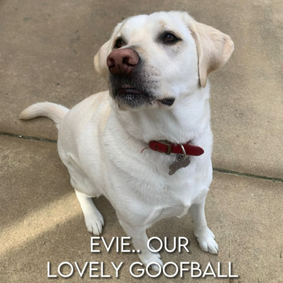 Evie