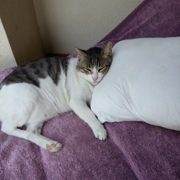 Tabby
