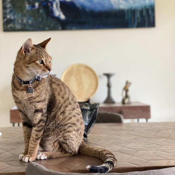 Dabo