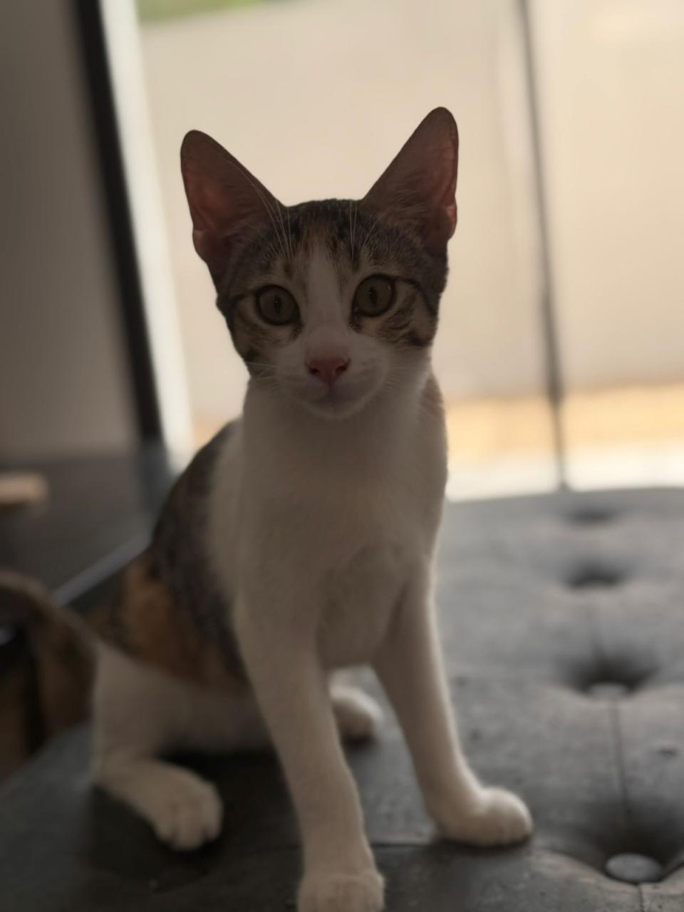 naughty cat